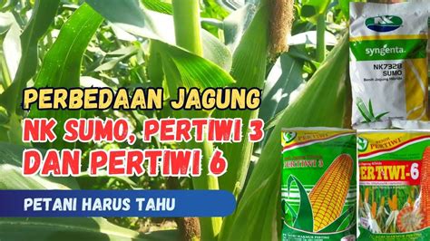 PERBEDAAN JAGUNG PERTIWI 3 PERTIWI 6 NK SUMO Pertanian Jagung