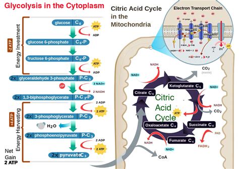 11.1: ETC and Oxidative Phosphorylation - Chemistry LibreTexts 