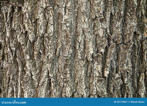 Oak Tree Bark Texture Stock Image Image Of Tree Background 42173661