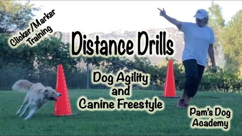 Distance Drills Dog Agility And Freestyle Training Youtube