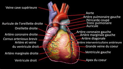 Photo Anatomie du cœur humain