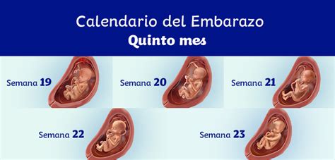 Mucho Aptitud Coro Cuanto Mide El Bebe A Las 5 Semanas De Embarazo