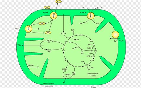 Glycogenolysis Pathway