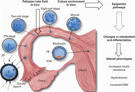 The Female Reproductive Tract And Early Embryo Development