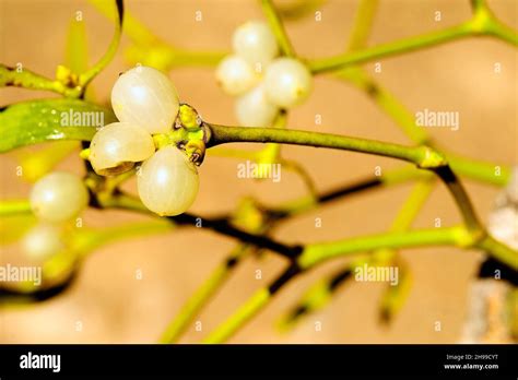 Viscum Album Commonly Called White Mistletoe Is A Semi Parasitic