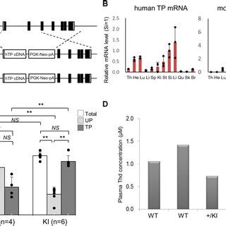 Generation Of R26 HTP KI Mice A Schematic Representation Of The