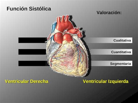 PPT Cualitativa Cuantitativa Segmentaria Función Sistólica