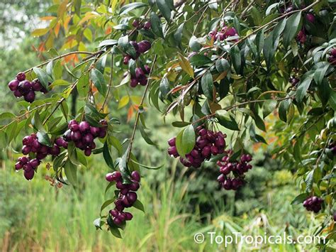 Syzygium Cumini Syzygium Jambolanum Eugenia Cumini Eugenia Jambolana