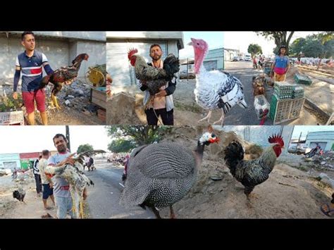 FEIRA DAS GALINHAS DE SEGUNDA FEIRA BASTANTE AVES EM ARAPIRACA