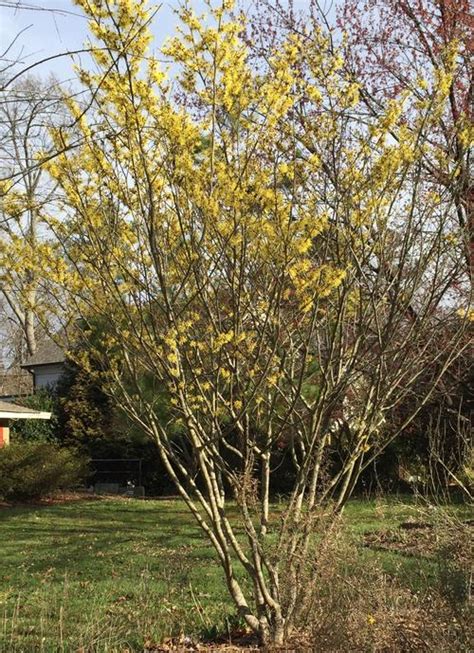 Hamamelis Virginiana Witch Hazel From Taylors Nursery