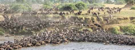 The Great Serengeti Wildebeest Migration – Adventure & Beyond