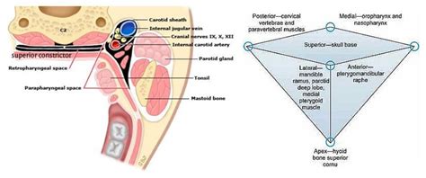 Parapharyngeal Space Anatomy and Clinical Importance - Dr Sanu P Moideen