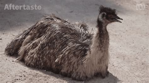 Funny Emu GIFs - Get the best GIF on GIPHY