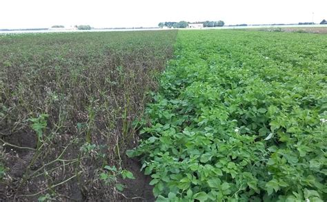 Fighting Late Blight What Does It Take To Bring A Resistant Potato Variety To Market Potatopro