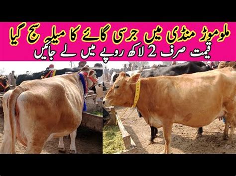 Cows Fresh Rates Update Today Malumor Mandi Jhang 2023 Online