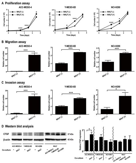 Co Culture Experiments Using Mesothelioma Cell Lines And Fibroblasts