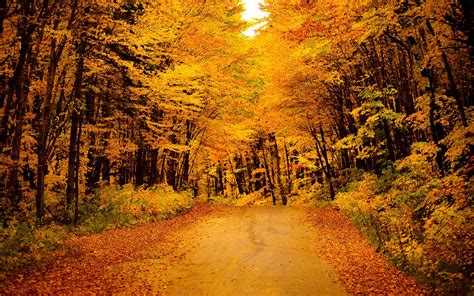 A Golden Autumn Wallpapers Wallpaper Cave