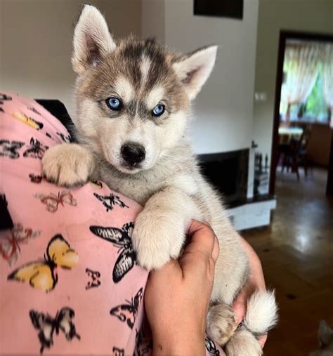 Siberian husky szczeniaki z rodowodem rasowe Częstochowa Ogłoszenie