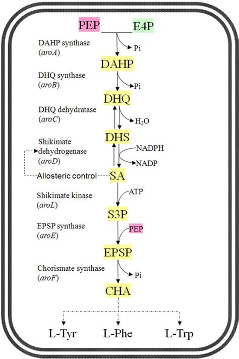 Metabolic Flux Responses To Genetic Modification For Shikimic Acid