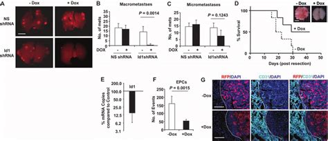 Inducible Rnai Mediated Suppression Of Id In The Bm Impairs The