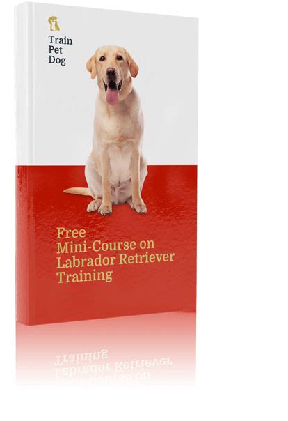 labrador retriever training personality  trainpetdog