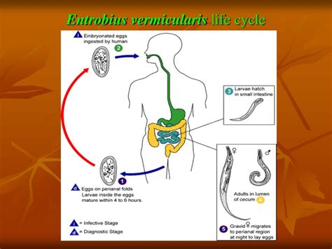 Enterobius Vermicularis