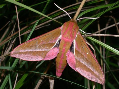 Lepinet Fr Deilephila Elpenor Le Grand Sphinx De La Vigne