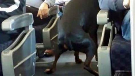 Rude Airline Passenger Pics Go Viral Travel Fails