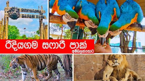 Ridiyagama Safari Park Ambalantota රිදියගම සෆාරි උද්‍යානය අම්බලන්තොට