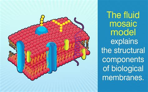 Fluid mosaic model – Artofit