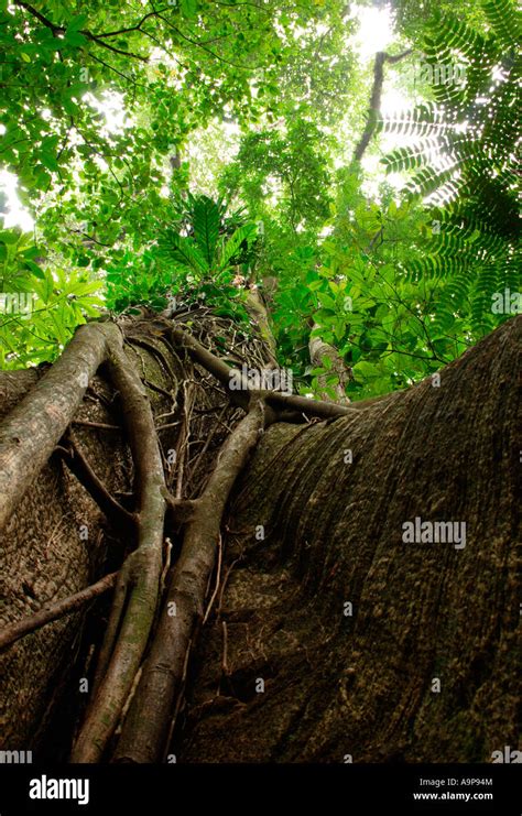 Trees And Vegetation At Palenque Maya Archaeological Ruin Chiapas