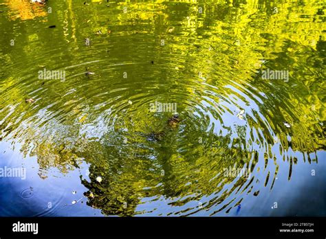 Turtles Green Blue Water Reflections Burial Mound Habikino Osaka ...