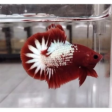 Jual Ikan Cupang Plakat Fccp Red Head Male Jantan Hiasan Aquarium Betta