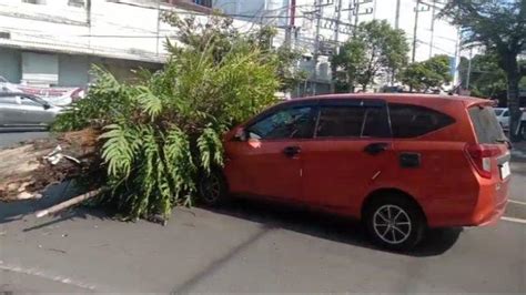 Pohon Di Kota Malang Mendadak Tumbang Timpa Mobil Yang Melintas