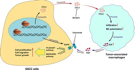 Schema Summarizing The Research Results Of Intercellular Signaling