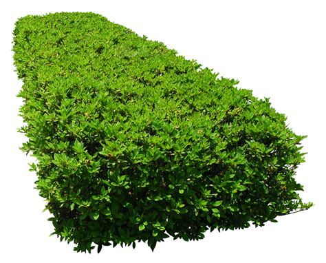 Bushes Png Bushes Transparent Background Freeiconspng Images