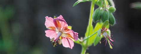 Geranium Phaeum Rose Madder Hovenierscentrum De Briellaerd