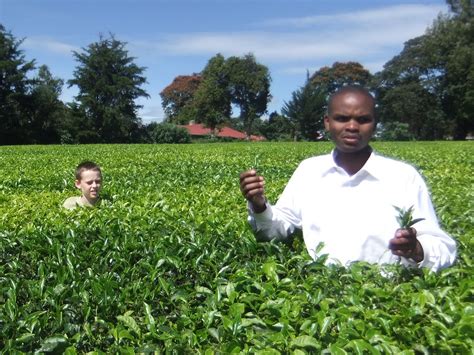 Africa trip: Kericho Tea Plantation