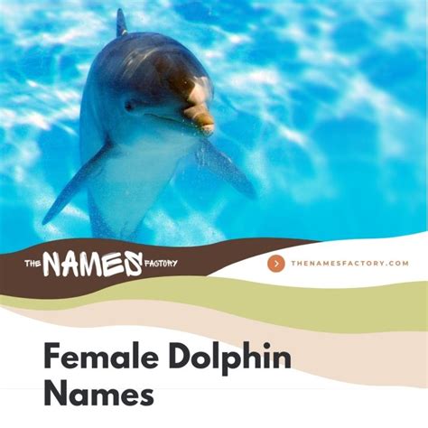 225+ Dolphin Names Ideas for Your Clever Aquatic Friend