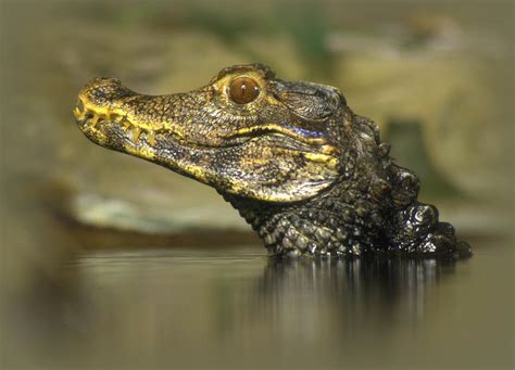 Cuvier S Dwarf Caiman Photograph By Nathan Abbott Pixels