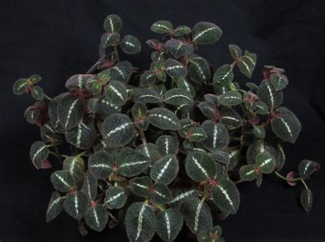 Episcia Cupreata ‘la Soledad Bronze Gesneriad Reference Web