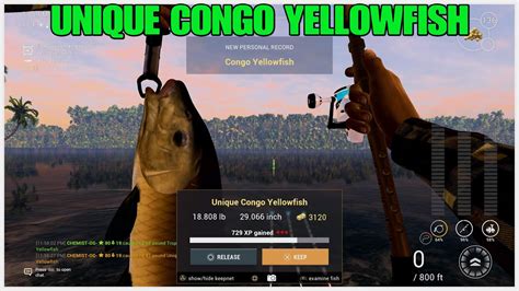 How To Catch Unique Congo Yellowfish Hotspot Guide At The Congo River