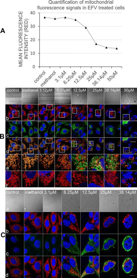 Detection Of Cytochrome C Release And Cleaved Parp In Cytoplasm The