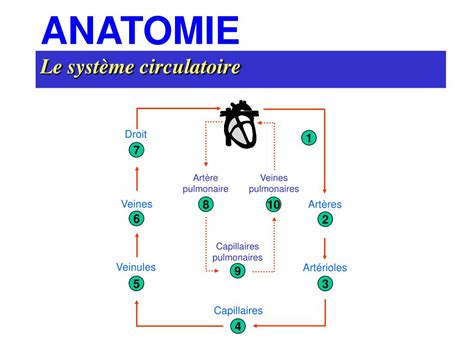 Ppt Physiologie Respiratoire Bases Et Principes Powerpoint