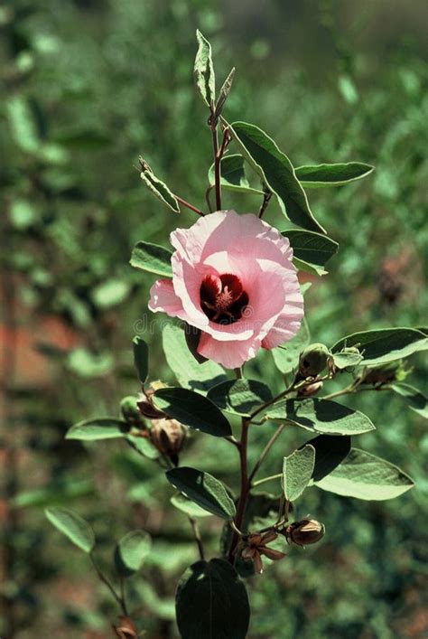 Close Up Sturt Desert Rose Flower Stock Photo Image Of Color