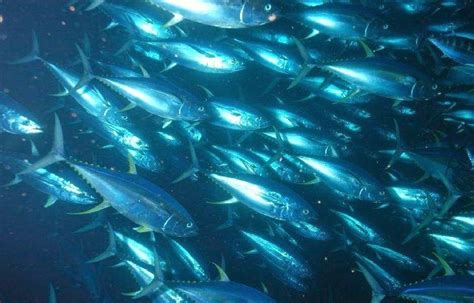 Sederet Jenis Ikan Laut Yang Bernilai Ekonomis Penting Di Indonesia