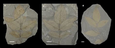 Paleoclimatology Methods