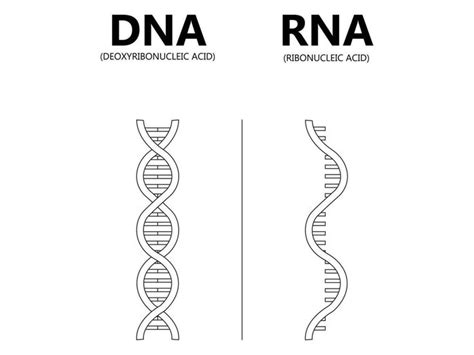 Dna Vs Rna Vetor Ilustra O Educacional Gen Tico Cido Explica O