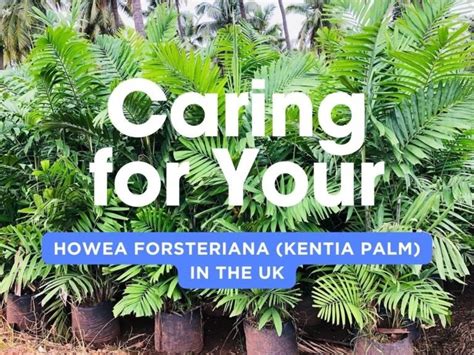 Caring For Your Howea Forsteriana Kentia Palm In The Uk Garden