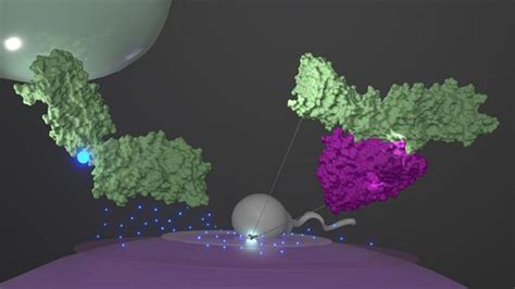 Supercomputer Simulates Protein Complex That Initiates Human Fertilization Technology Networks